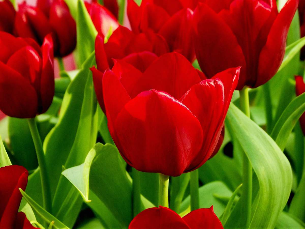 flower red petaled flowers plant