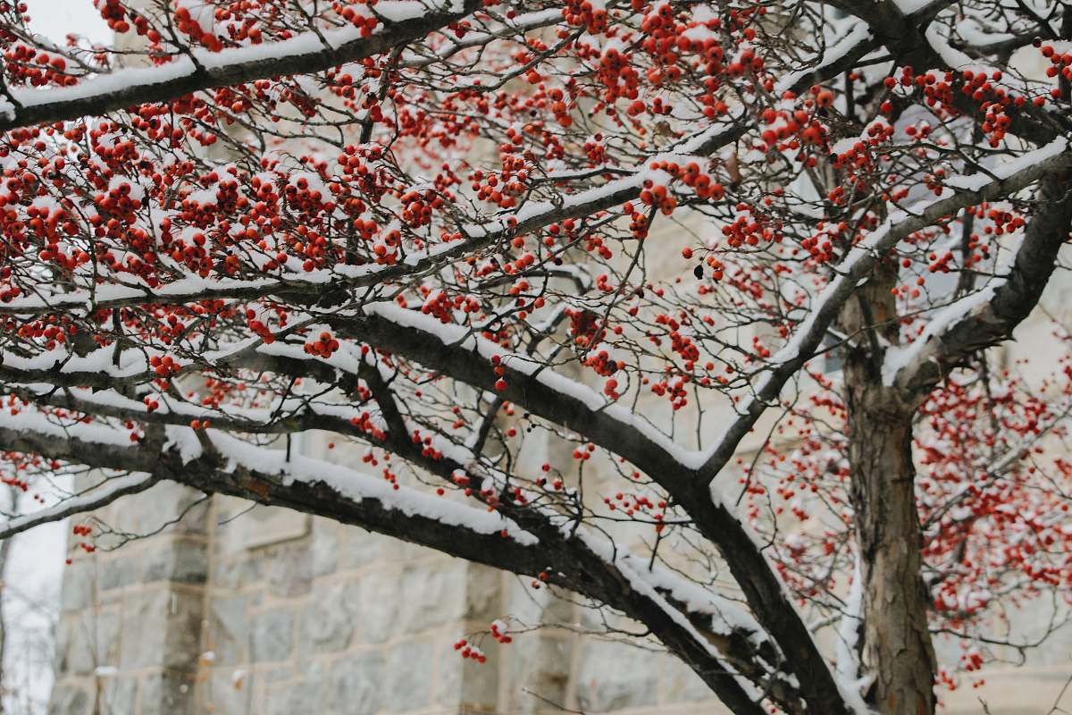 plant red tree in shallow focus photography flower