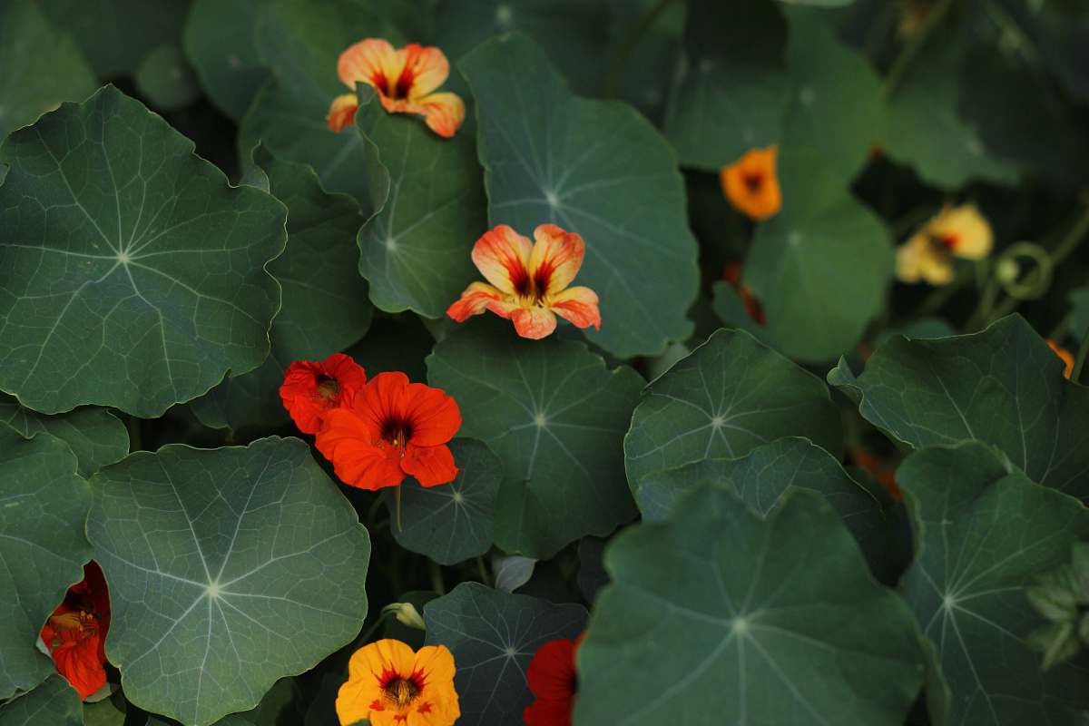 flower selective focus photography of red and yellow-petaled flowers geranium