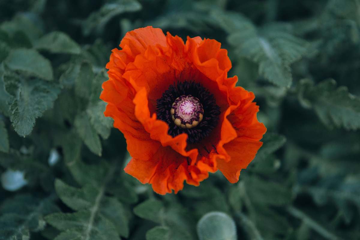 plant selective focus photography of red flower flower