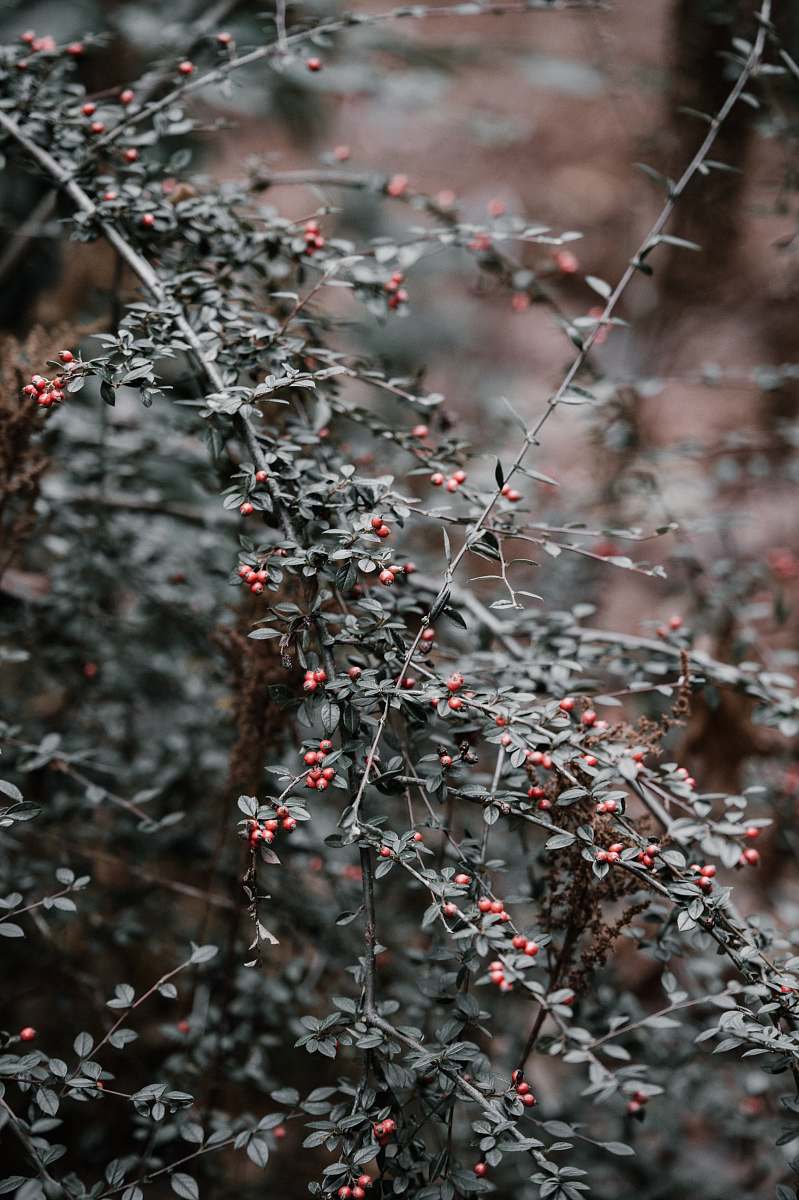 tree shallow focus photography of plant grey