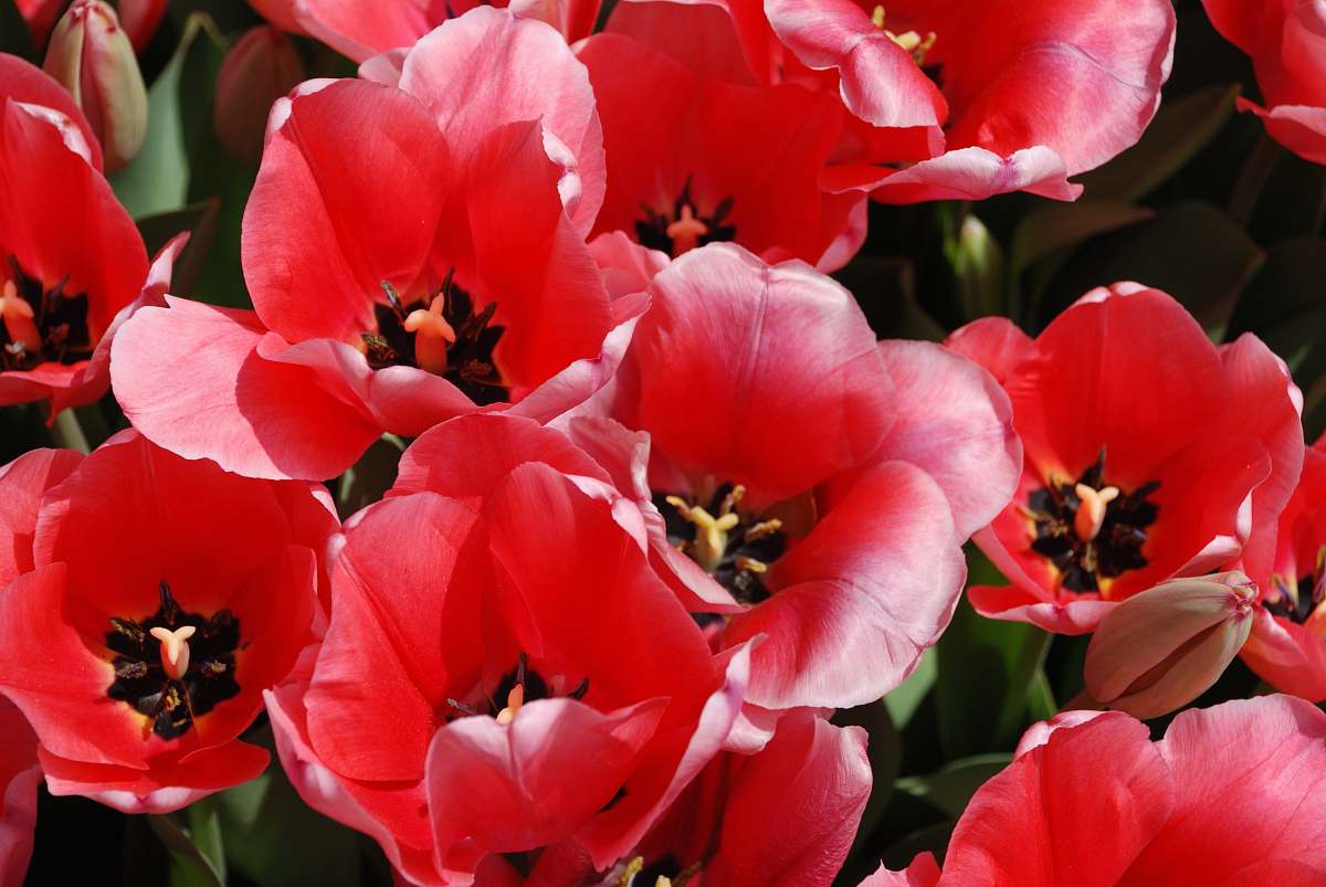 flower shallow focus photography of red flowers geranium