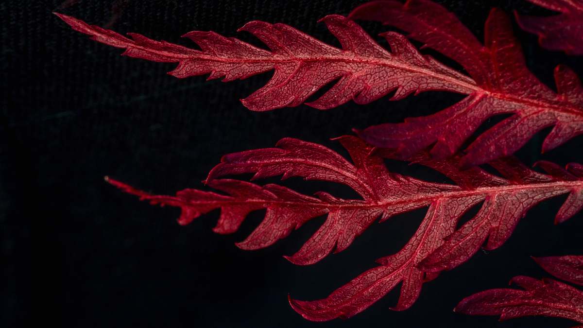nature red leafed plant surface