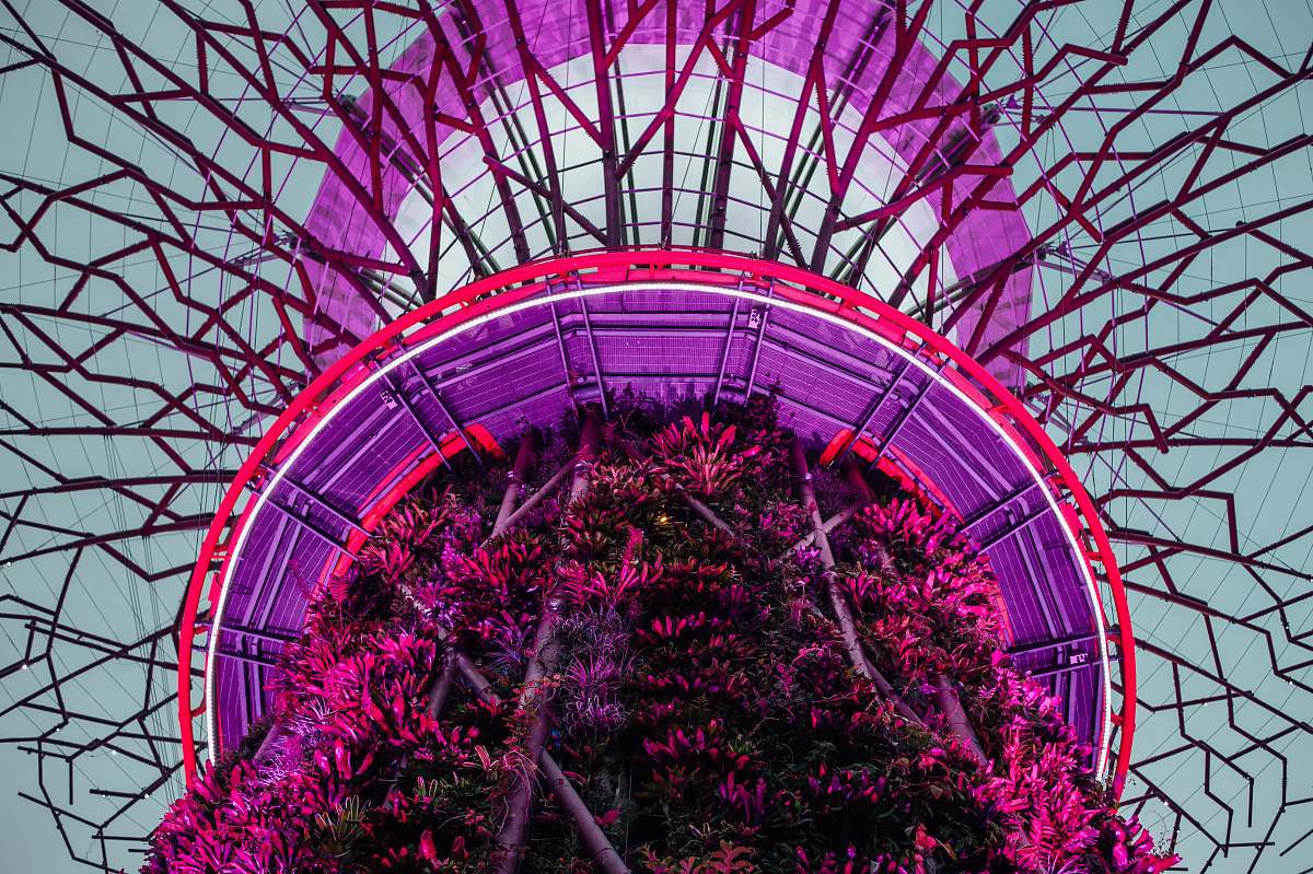 pink purple and black flowers purple
