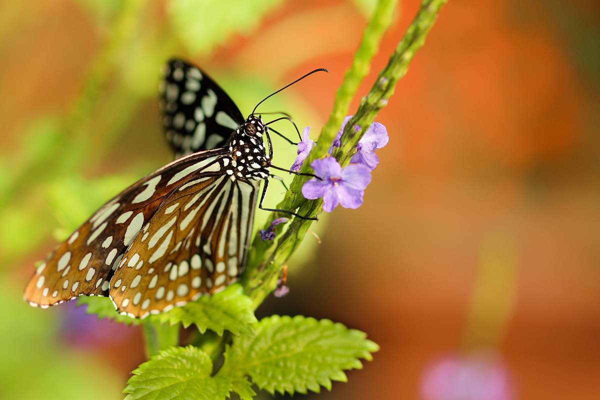 insect closeup photo of butterlfy animal