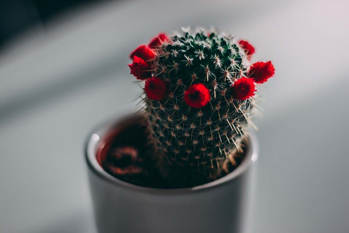 flowers close-up photography of green cactus with red flowers red