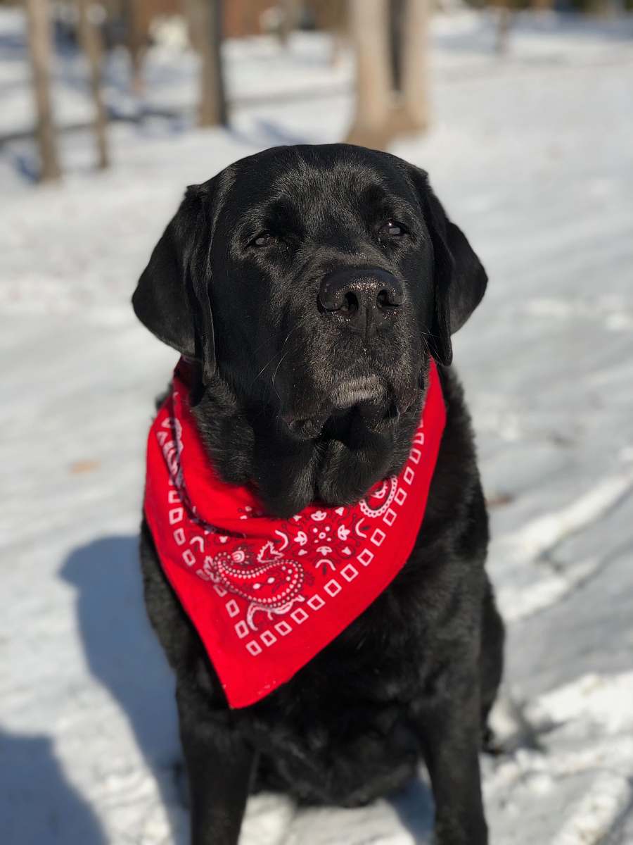 pet shallow focus photography of Labrador retriever sitting on snow dog