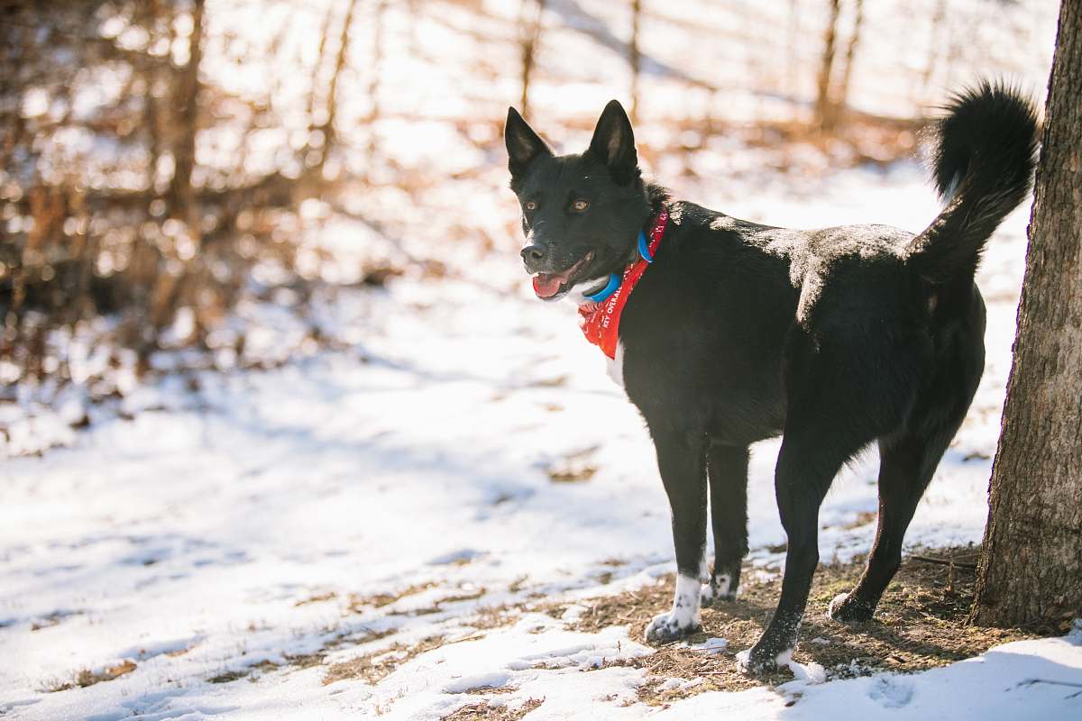 dog short-coated black dog standing besides the tree pet