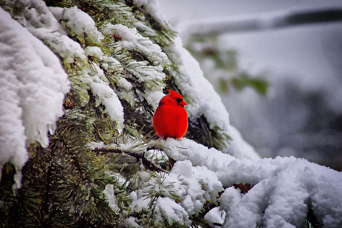 bird red cardigan bird animal