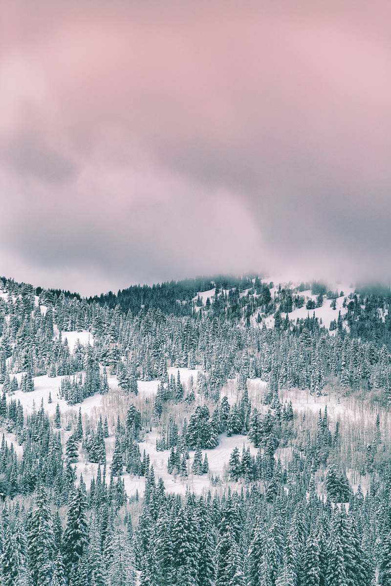 winter green trees covered by snow under cloudy sky during daytime forest