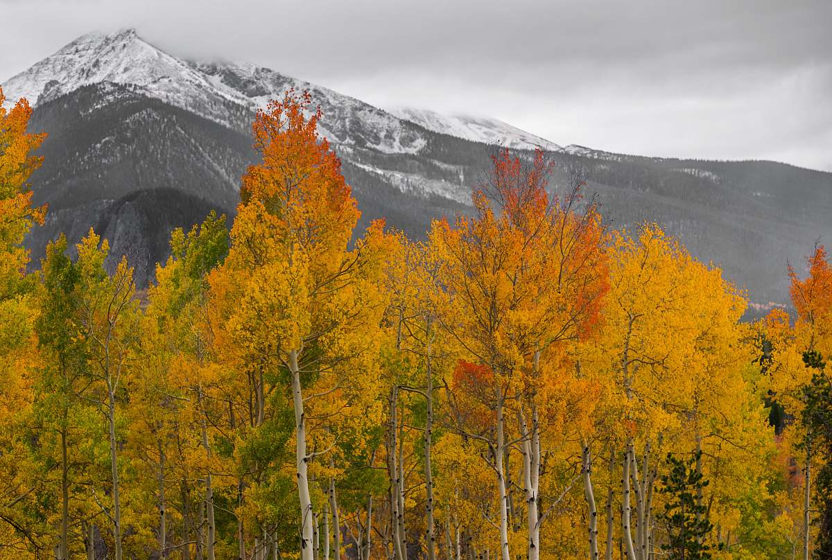 flora forest with a view of mountain under gray sky larch