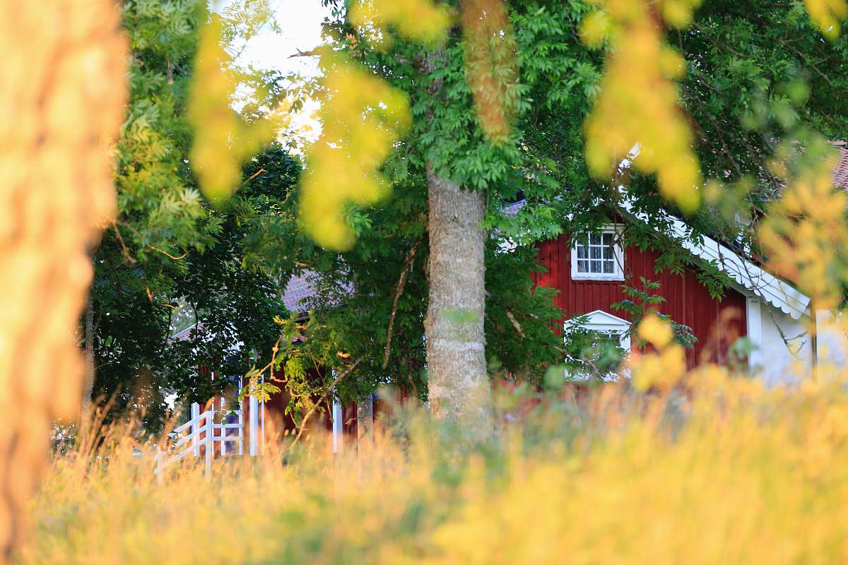 house house near tree and lawn housing