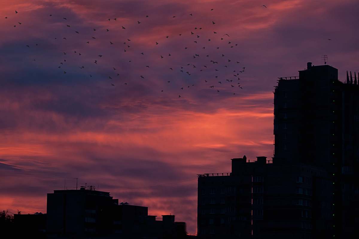 sunrise silhouette of buildings and birds sunset