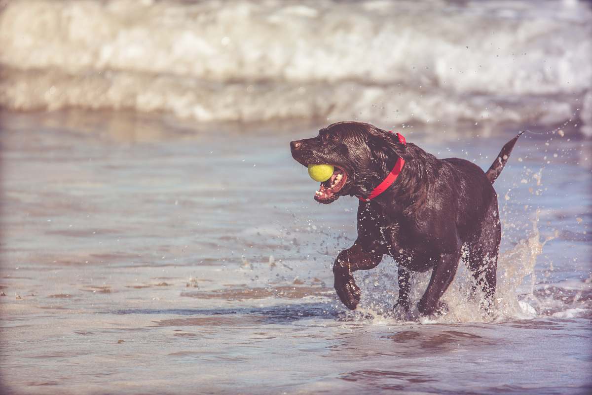 pet black dog fetching yellow ball canine