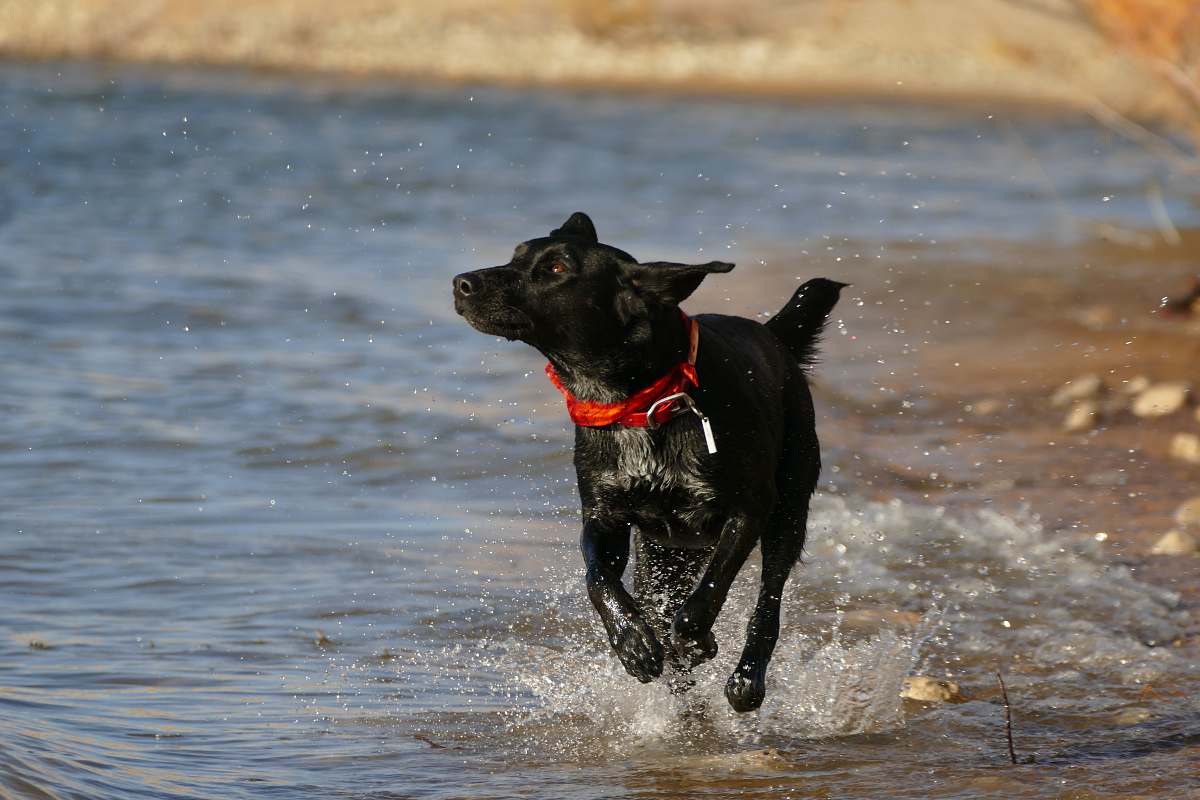 pet black dog running near body of water canine