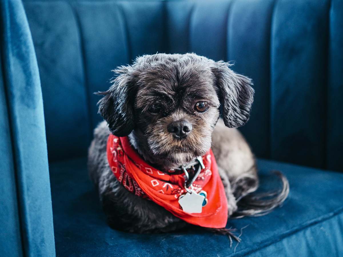 canine brown shih tzu on blue chair pet