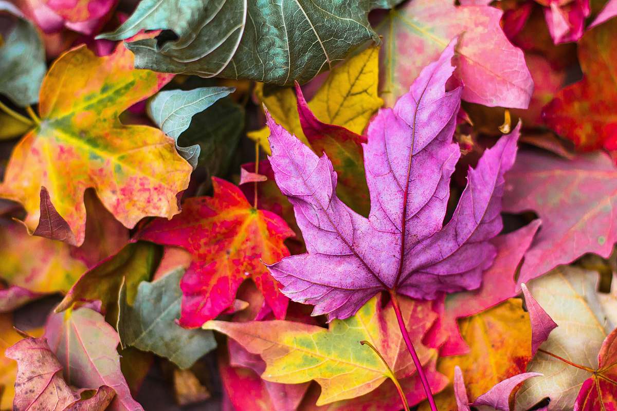 autumn flat lay photography of purple and red leaves leaf