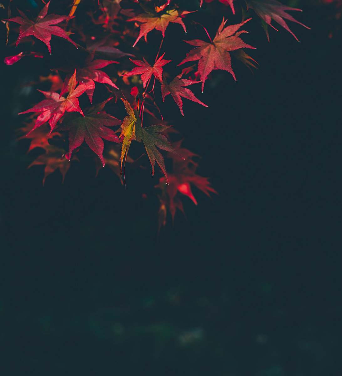 leaf selective focus photography of red maple leafed tree autumn