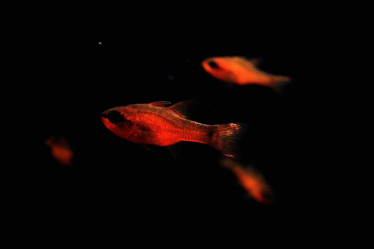 ocean closeup photo of grey fish brest