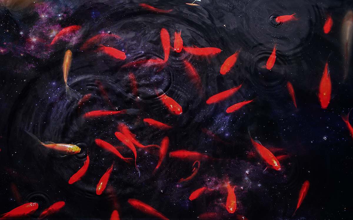 animal school of red fish koi