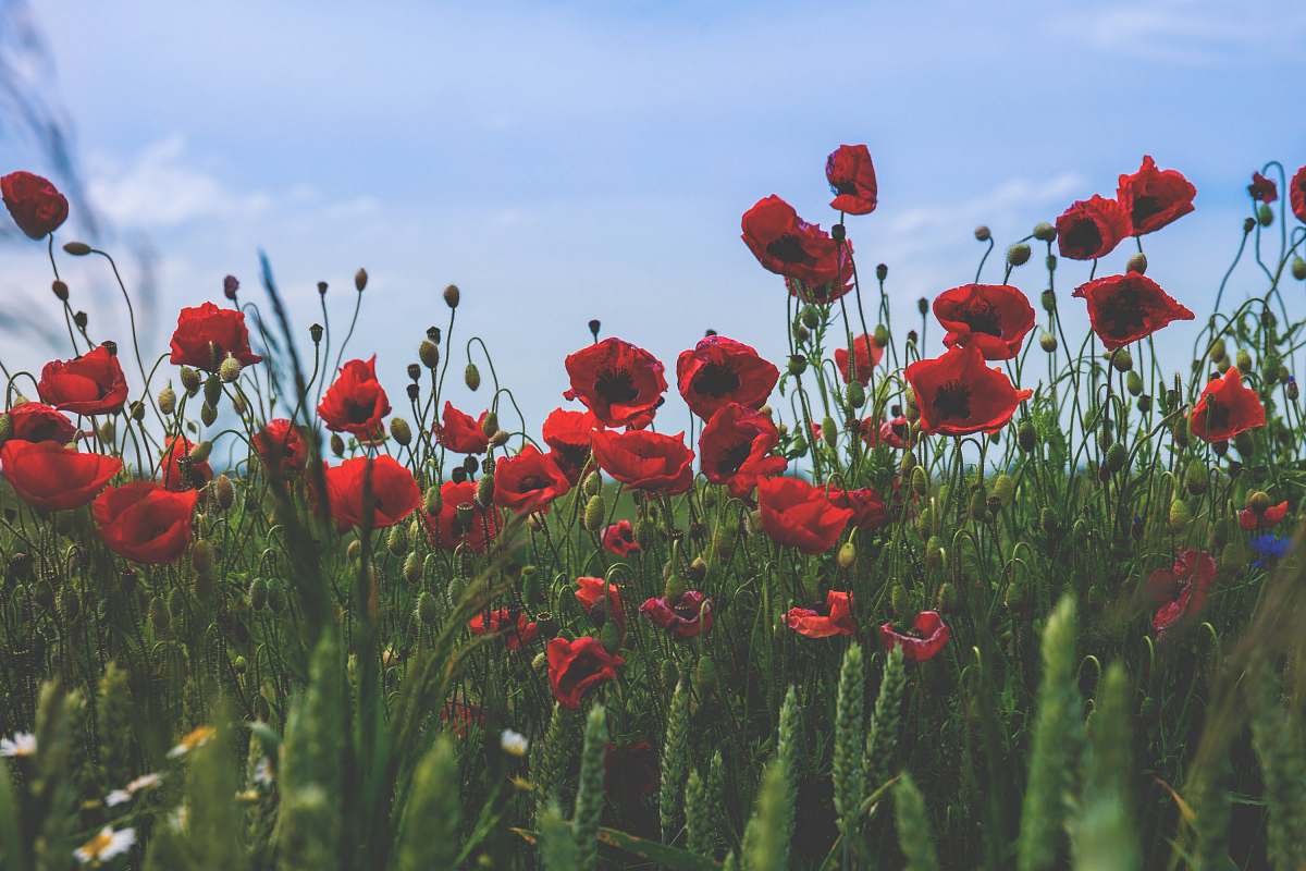 flower close-up photography of red poppy flowers under clear blue sky blossom