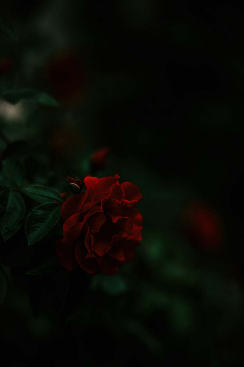 flower close up photography of red rose flower during daytime geranium