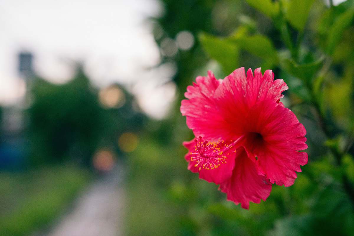 flower closeup photo of pink Hibiscus flower blossom