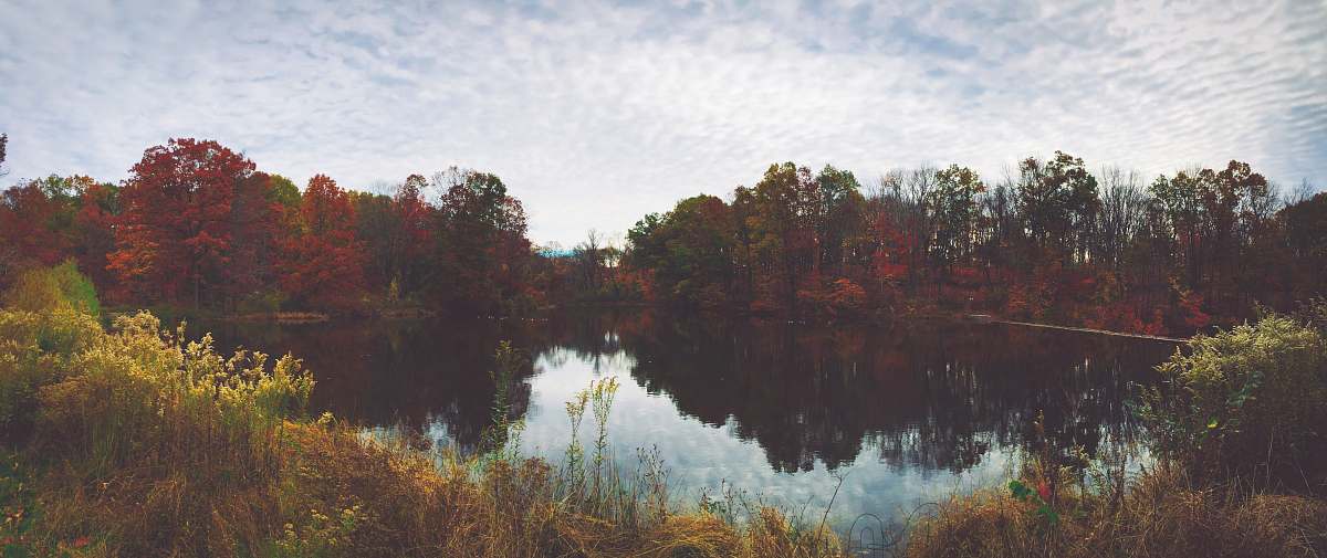 plant lake surrounding trees jar