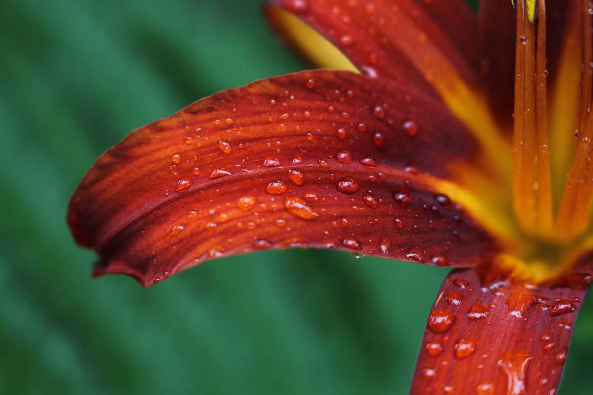 flower-micro-photography-of-water-dew-on-red-petaled-flower-lily-image