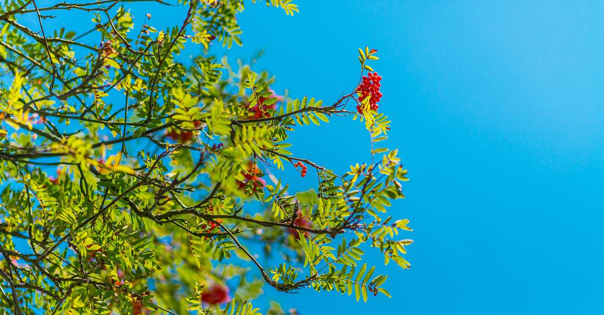 tree red flowers berries