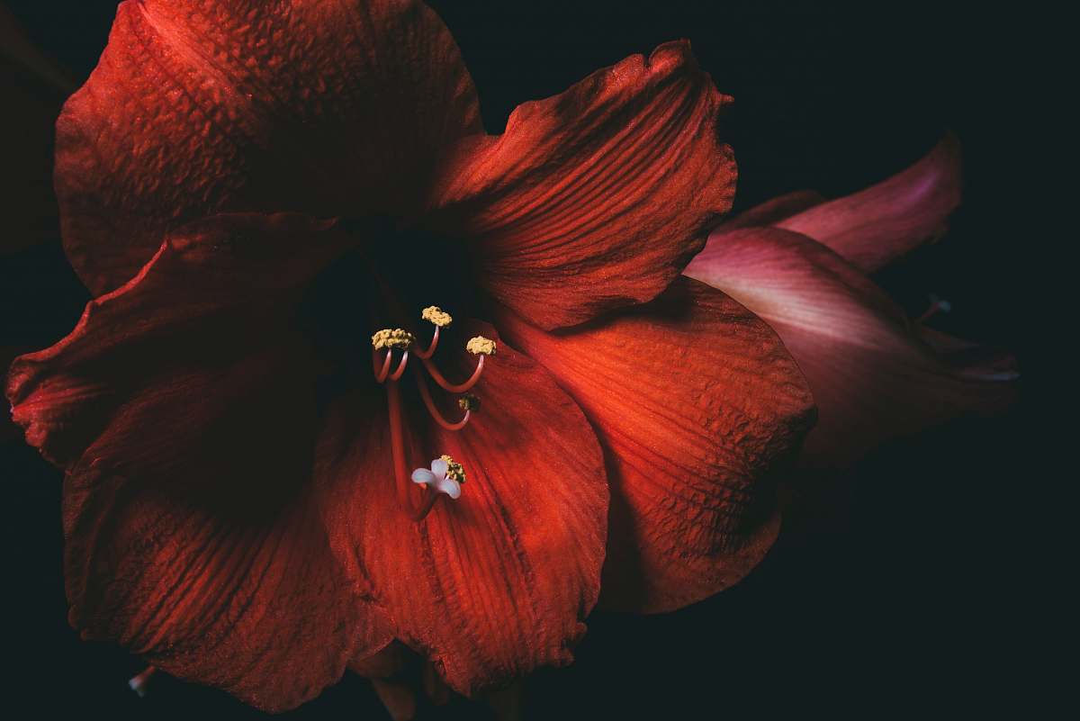 flower red hibiscus flower blossom