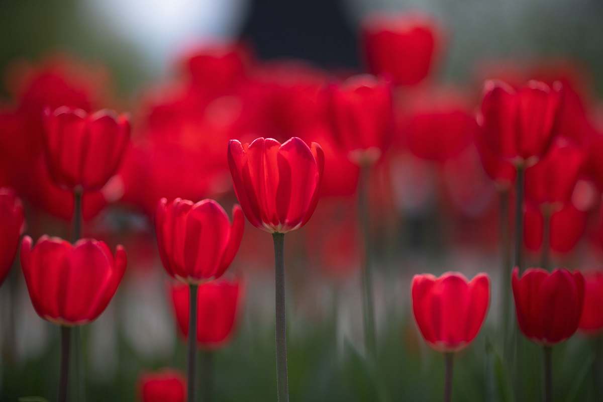 tulip selective focus photo of red tulips plant