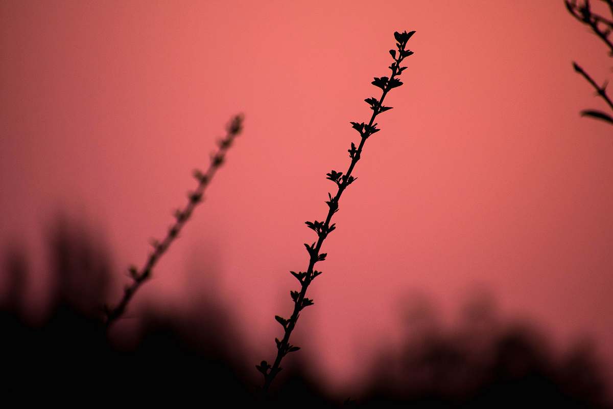 plant silhouette of plant against red background weed