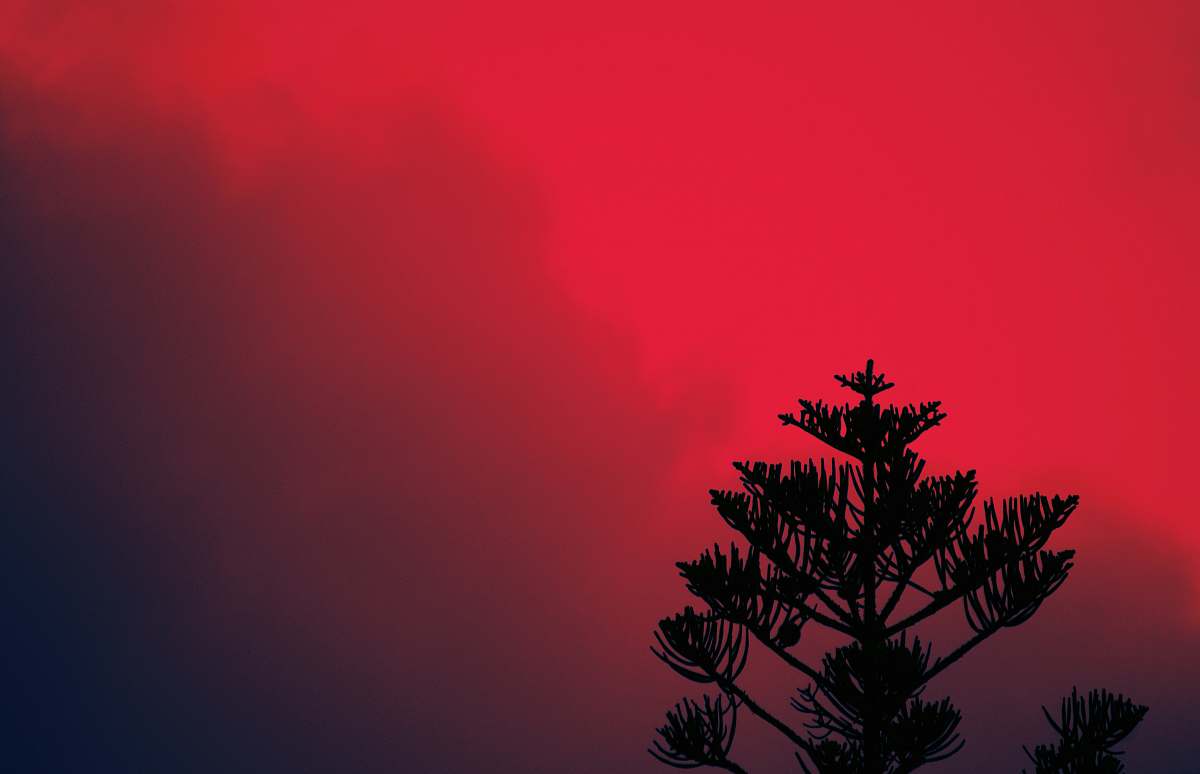 tree silhouette of tree under red sky conifer