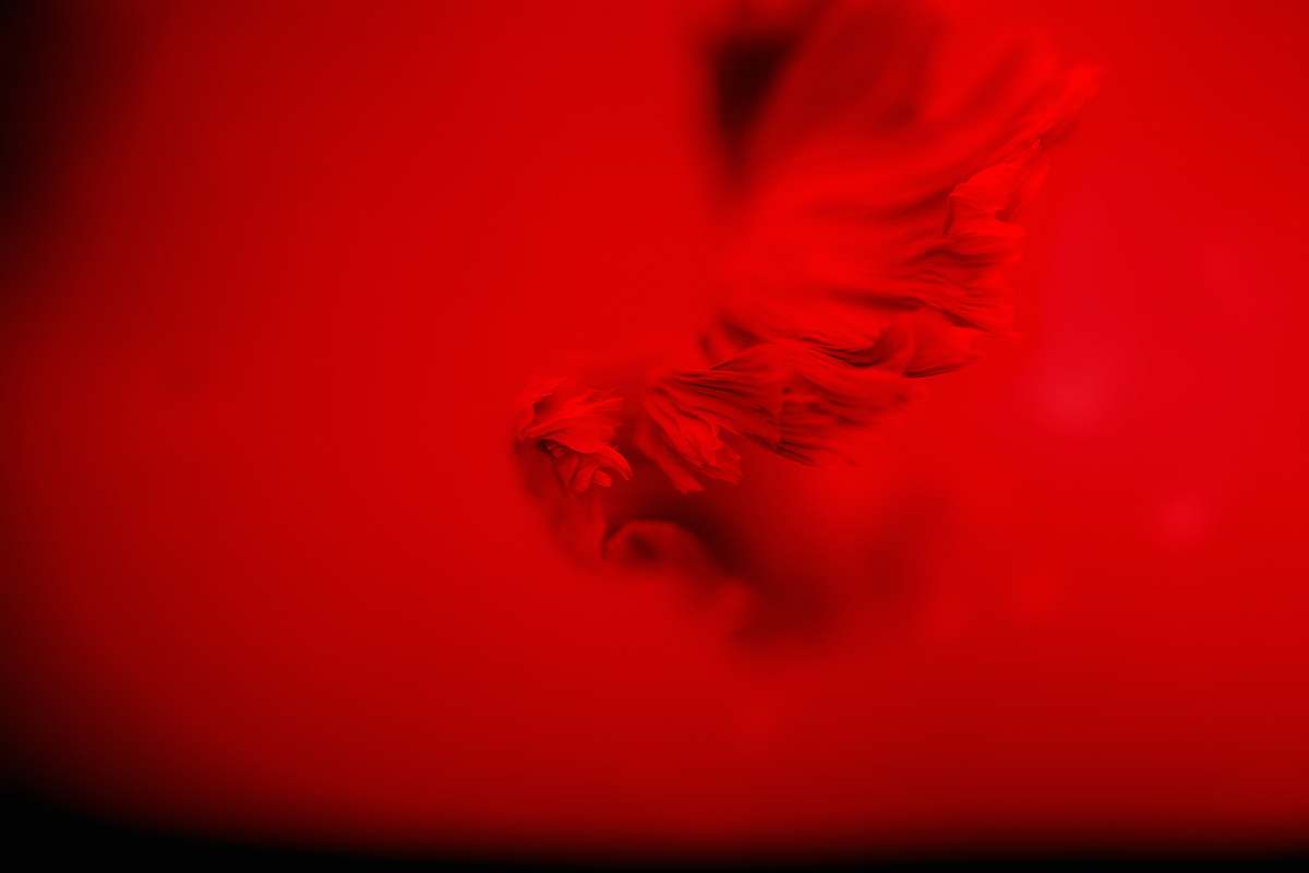 This stunning image captures the delicate beauty of petals gracefully fluttering in the air, set against a striking red background. The dynamic scene showcases a bird in flight, symbolizing freedom and the wonders of nature. Perfect for use in art projects, marketing materials, or as a striking wallpaper, this image adds a touch of elegance and vitality to any creative work.
