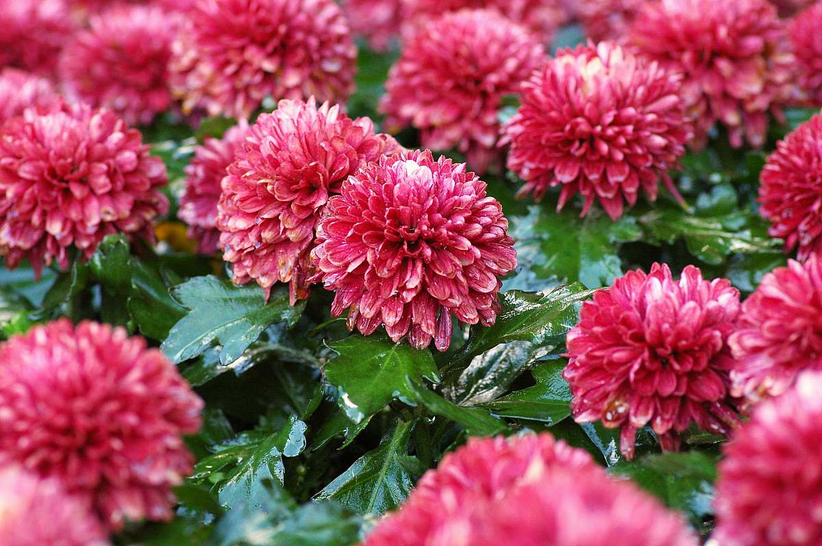 blossom blooming red petaled flowers plant