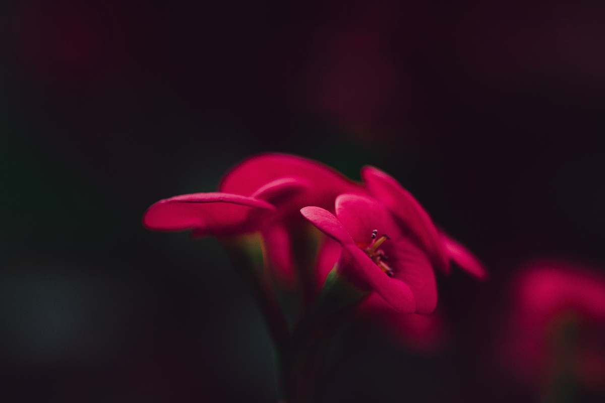 plant blooming red petaled flowers blossom