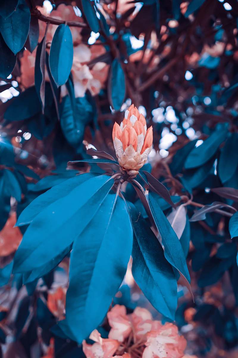 plant blue leaf in tree blossom