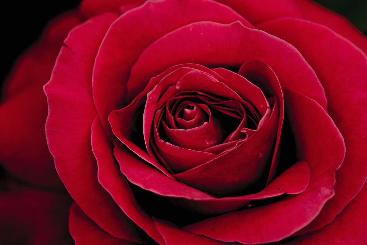 rose close up photo of red rose blossom