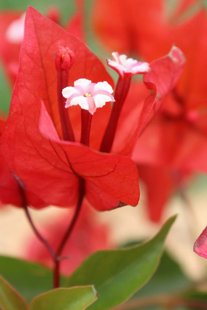 plant close-up photography of red and white petaled flowers during daytime blossom