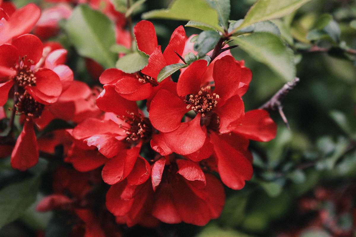 plant close-up photography of red tree blossoms new york