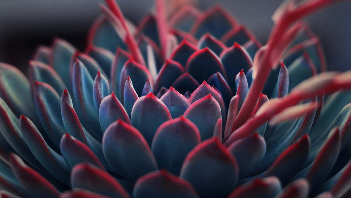 plant close up photography of succulent plant succulent
