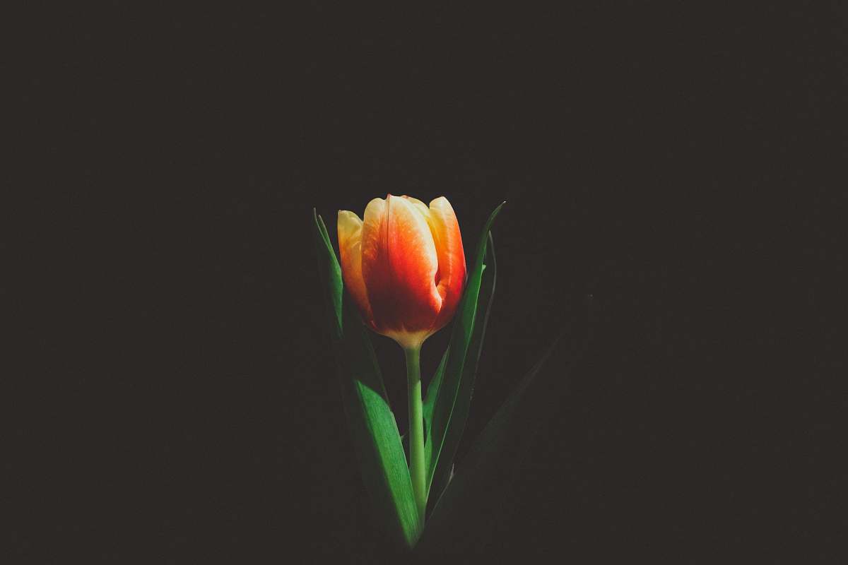 nature closeup photo of orange tulip flower tulip