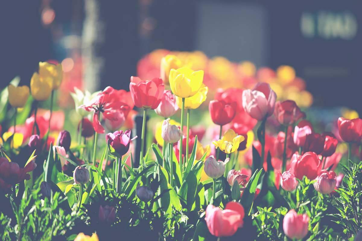 plant closeup photo of red and yellow flowers tulip