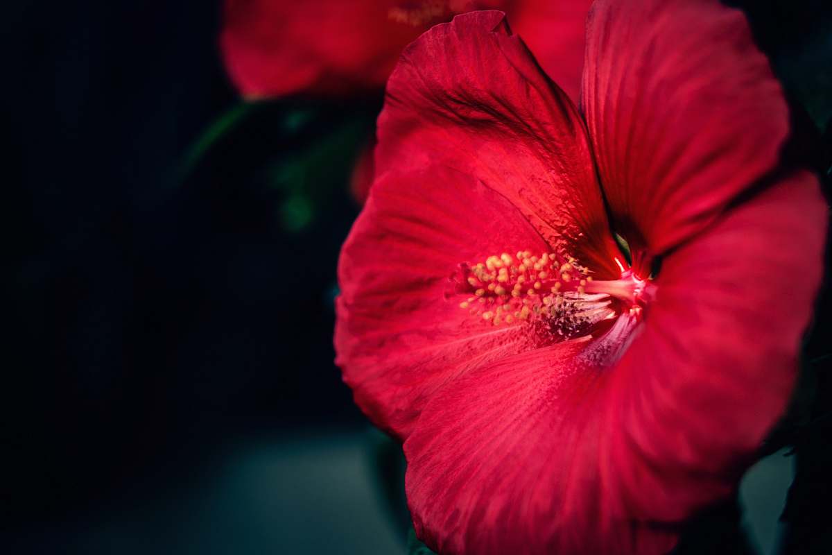 plant closeup photo of red Hibiscus flower person