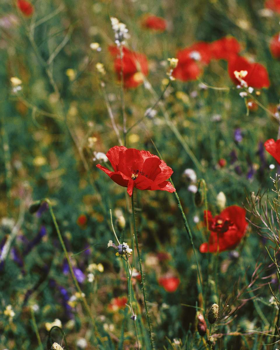 flora closeup photo of red petaled flowers poppy