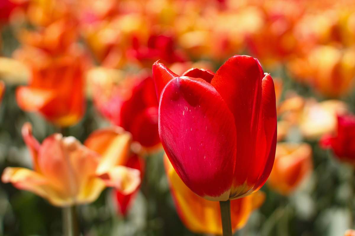 tulip closeup photo of red tulip flower blossom