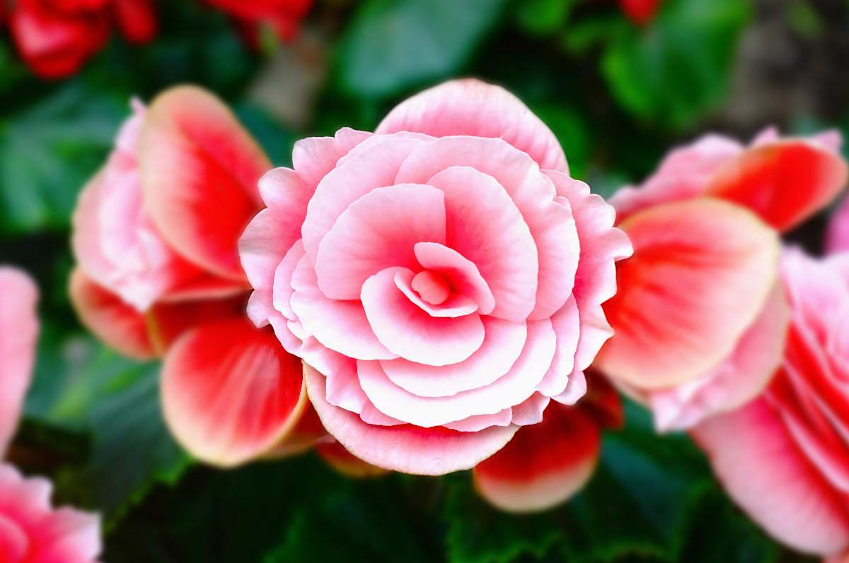 garden closeup photography of pink and white petaled flower blossom
