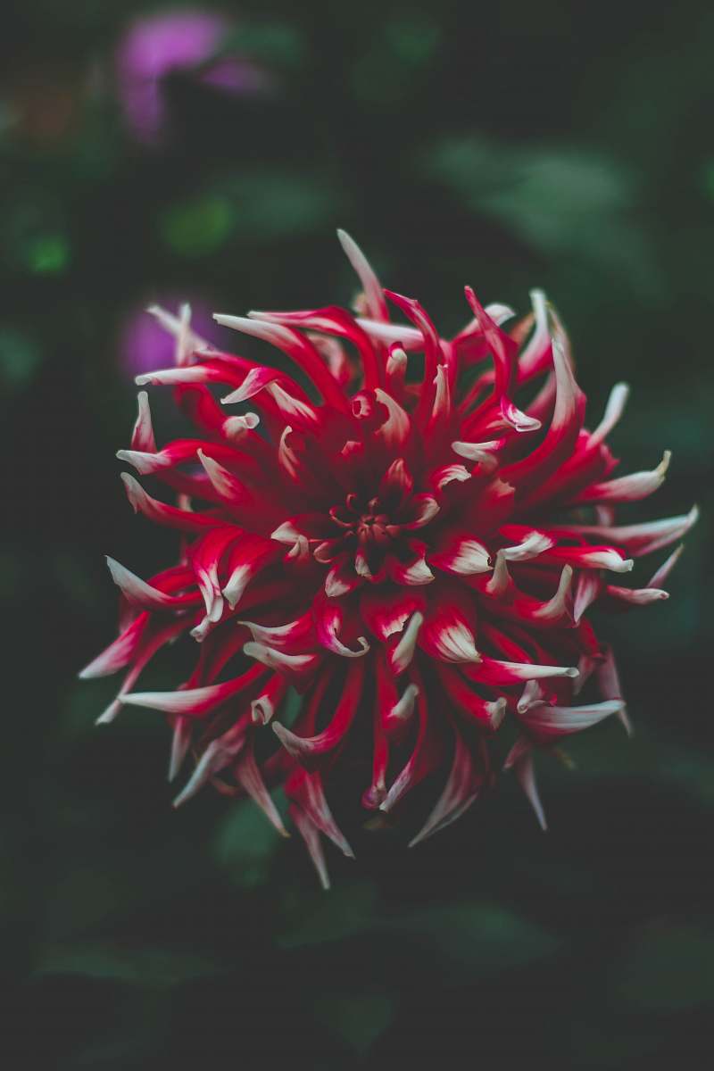 plant closeup photography of red petaled flower dahlia