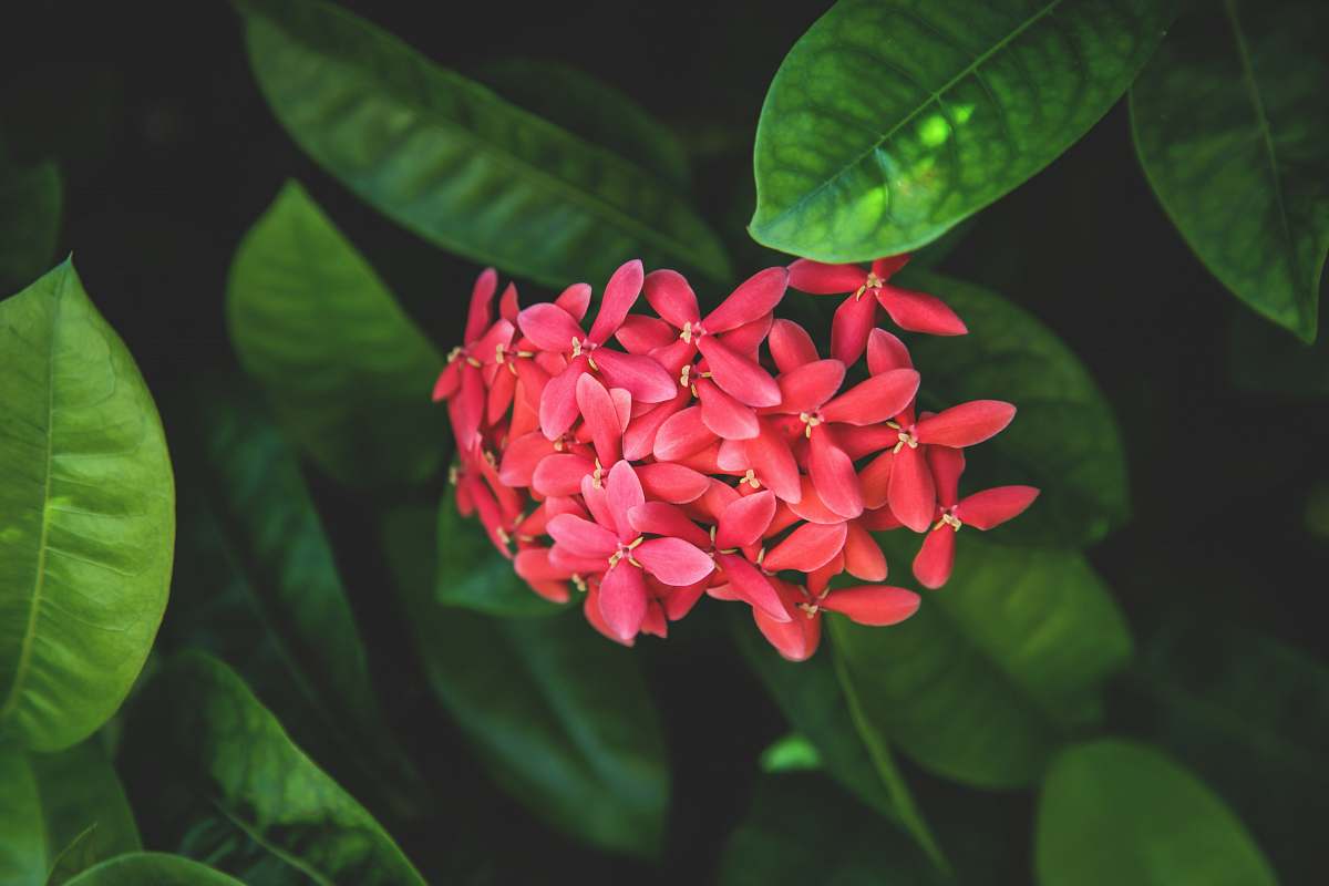 flowers closeup photography of red petaled flowers leaves
